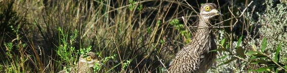 Birding